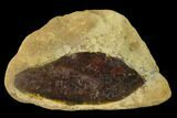 Cretaceous Fossil Leaf (Daphnophyllum) - Kansas #136454-1